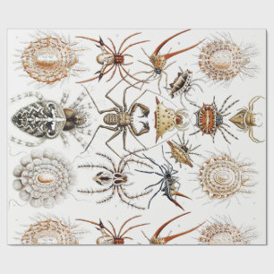 Dark Academia Haeckel Vintage Spider Symmetry Art Wrapping Paper