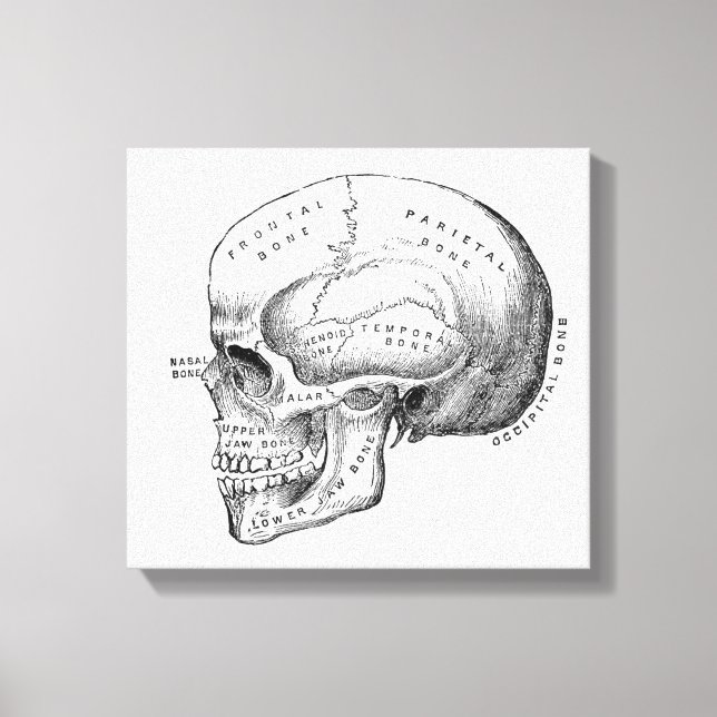 Dark Academia Skull Canvas Art (Front)