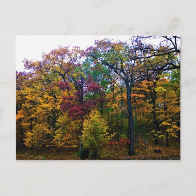 Dark Autumn Forest Postcard (Front)