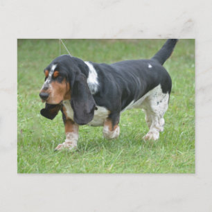 Dark Basset Hound Dog Postcard