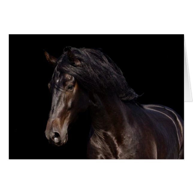 Dark Bay (Front Horizontal)