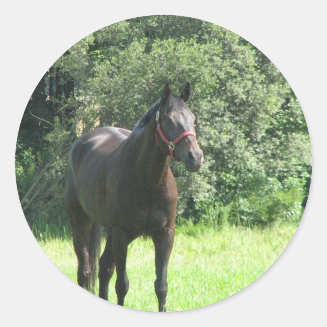 Dark Bay Horse Sticker (Front)