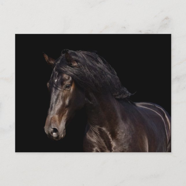 Dark Bay Postcard (Front)