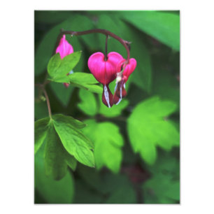 Dark Bleeding Heart Flower Photo Print