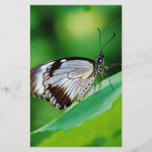 Dark Brown and Grey Butterfly