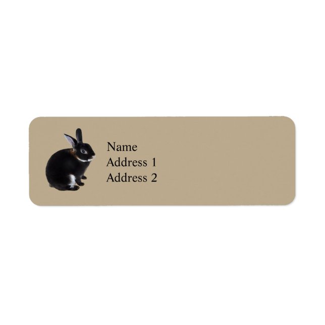 Dark Brown and White Mini Rex Rabbit (Front)