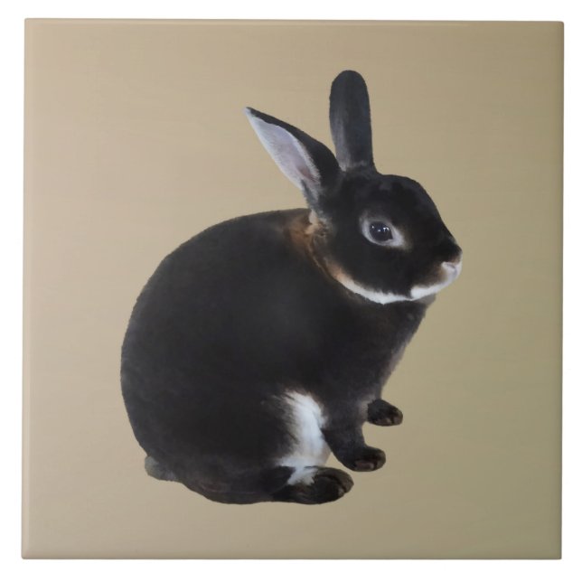 Dark Brown and White Mini Rex Rabbit Tile (Front)