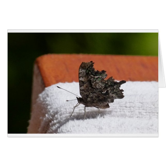 Dark Camouflage Butterfly (Front Horizontal)