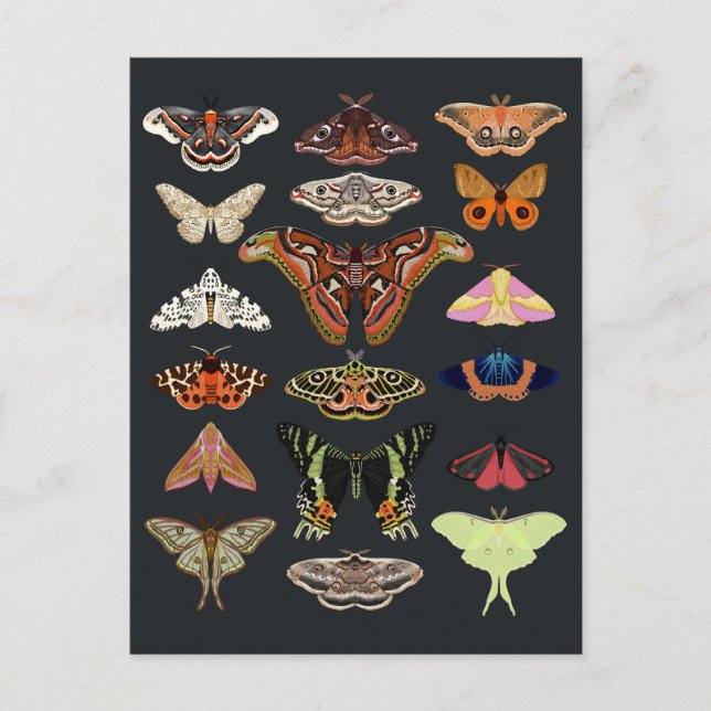 Dark Cottagecore Moths Postcard (Front)