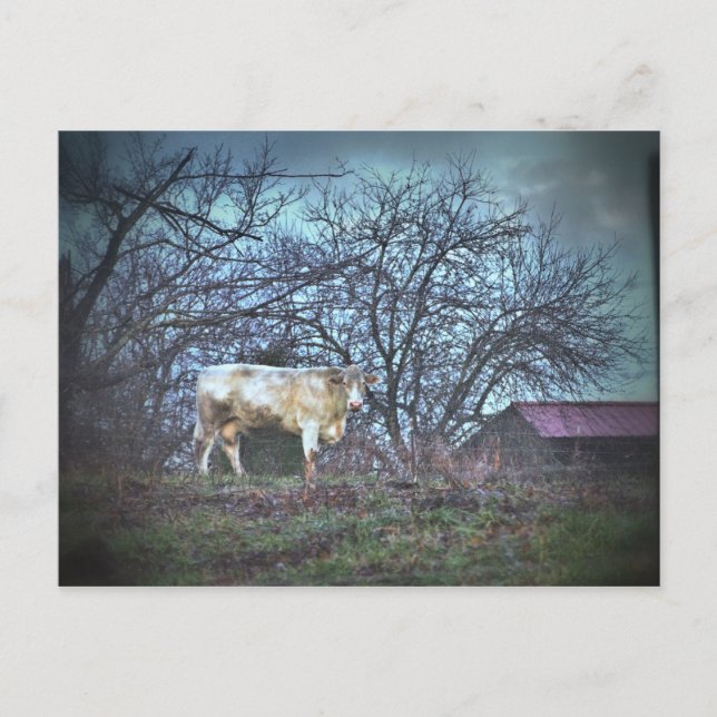 Dark Cow Postcard (Front)
