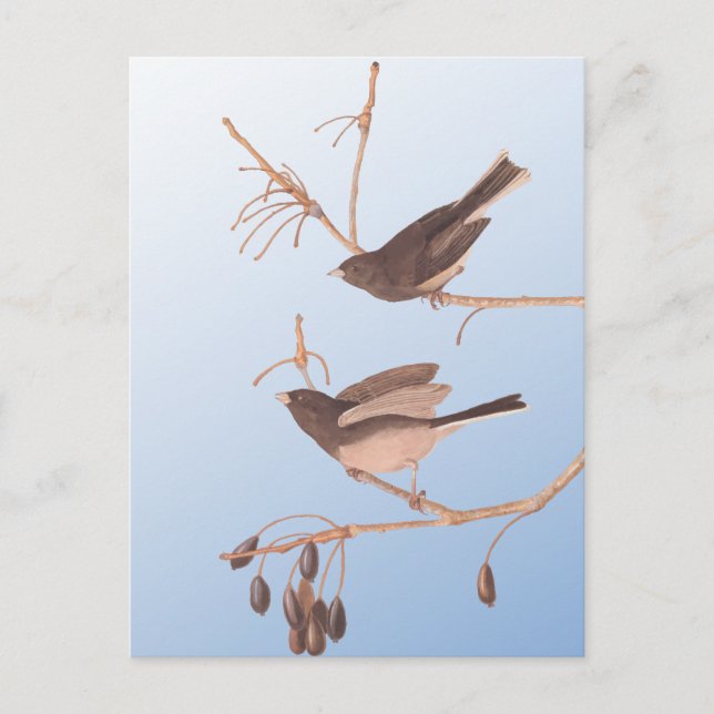 Dark-Eyed Junco Audubon Snow Birds on Bare Branch Postcard (Front)