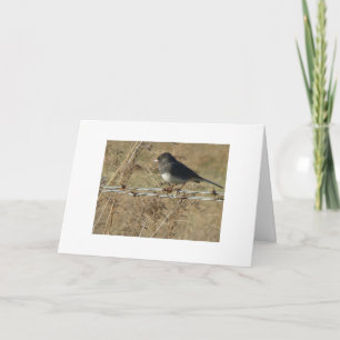Dark-eyed Junco & Barbwire, Warm Winter Greeting Card