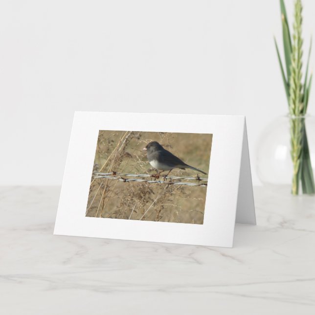 Dark-eyed Junco & Barbwire, Warm Winter Greeting Card (Front)