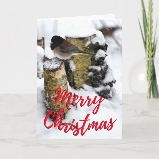 Dark Eyed Junco Bird Photo Christmas Card (Front)