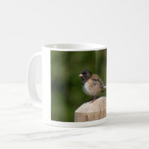 Dark-eyed Junco – Fine Art Bird Photography