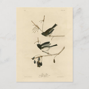 Dark-eyed Junco - from Audubon's Birds of America Postcard