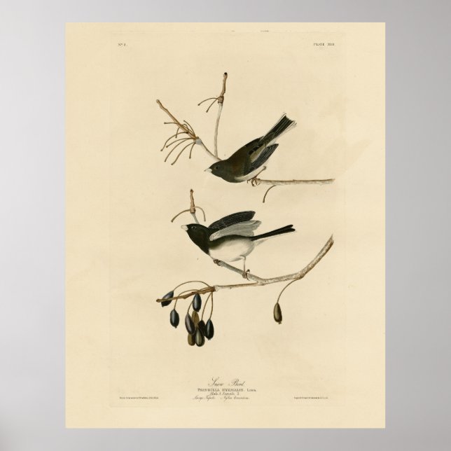 Dark-eyed Junco - from Audubon's Birds of America Poster (Front)