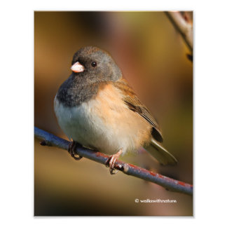 Dark-Eyed Junco on a Limb Photo Print