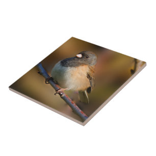 Dark-Eyed Junco on a Limb Tile