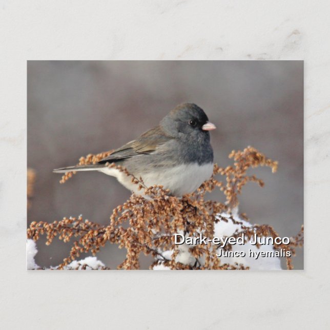 Dark-eyed Junco Postcard (Front)