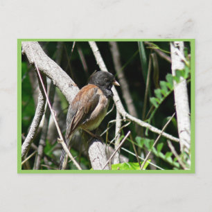 Dark-eyed junco postcard