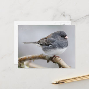 Dark-Eyed Junco Sparrow Songbird ion Tree Postcard