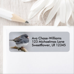 Dark-Eyed Junco Sparrow Songbird on Pear Tree