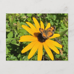 Dark eyed Susan with pearl crescent butterfly Postcard