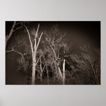 Dark Forest – Haunting Black and White Tree Art