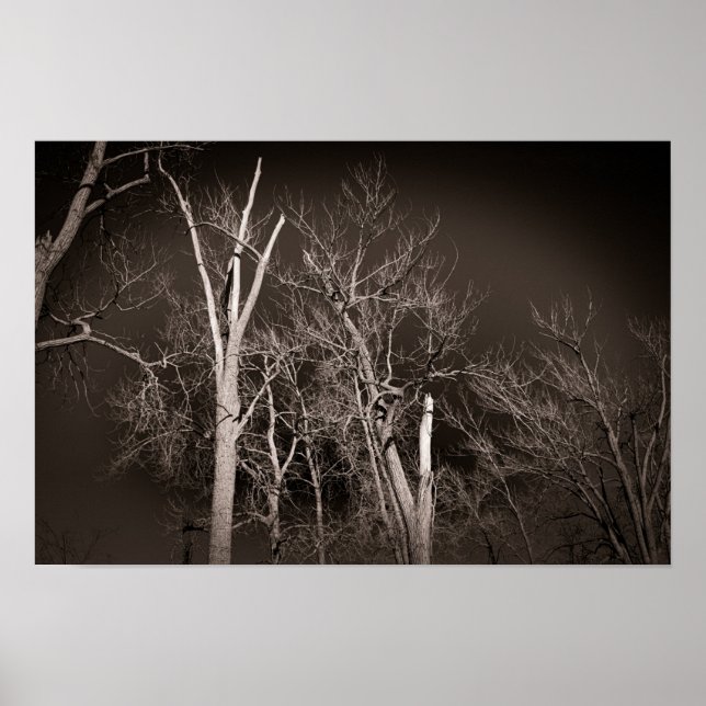 Dark Forest – Haunting Black and White Tree Art Poster (Front)