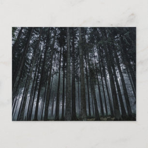 Dark Forest Log Tree Mood Postcard