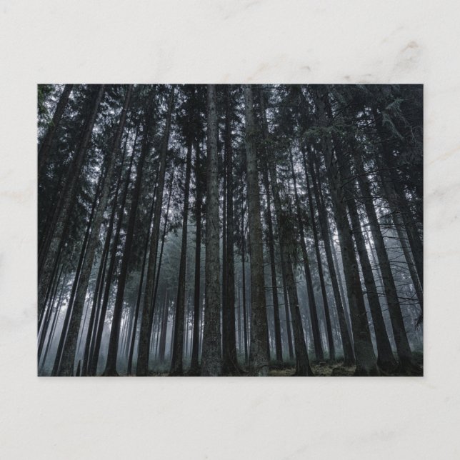 Dark Forest Log Tree Mood Postcard (Front)