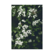 Dark green and white blooming tree and custom name