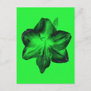 Dark Green on Light Green Amaryllis Postcard