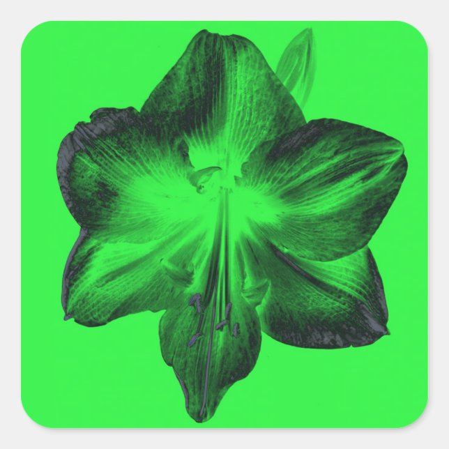 Dark Green on Light Green Amaryllis Square Sticker (Front)