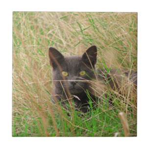 Dark Grey Cat Peeking out from Tall Grass Tile
