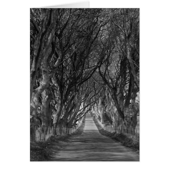 Dark Hedges in Black and White (Front)