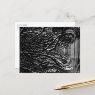 Dark Hedges Ireland Postcard
