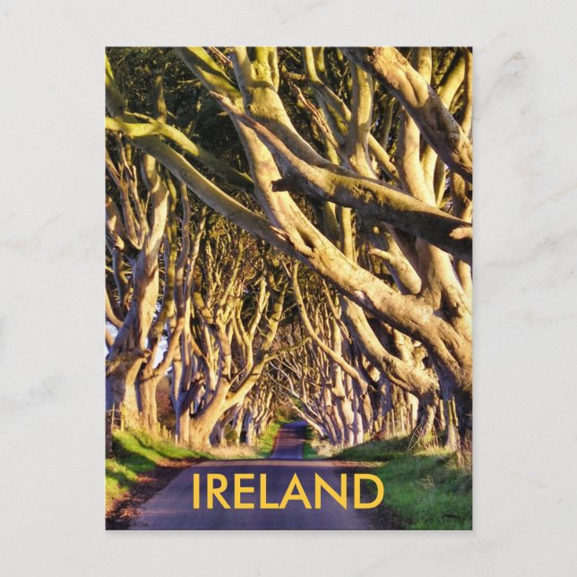 Dark Hedges Postcard (Front)