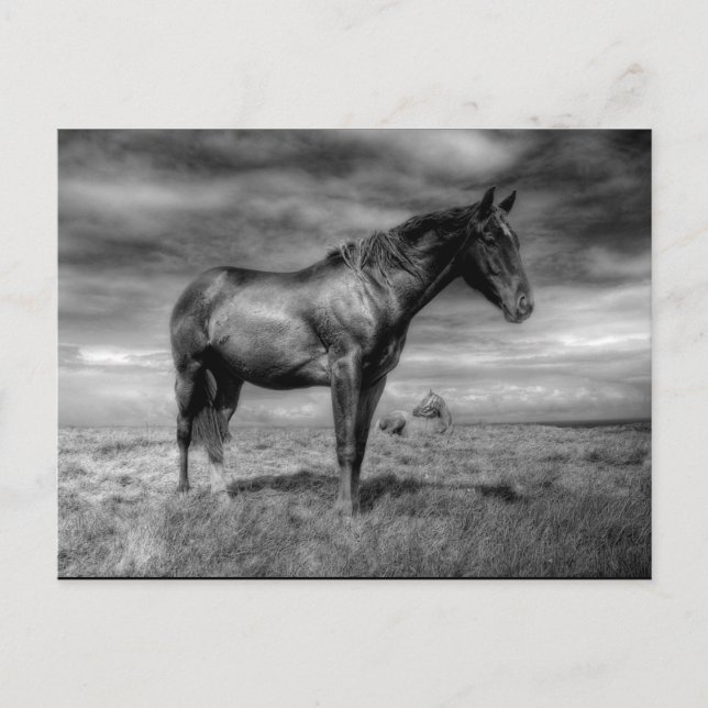 Dark Horse Postcard (Front)