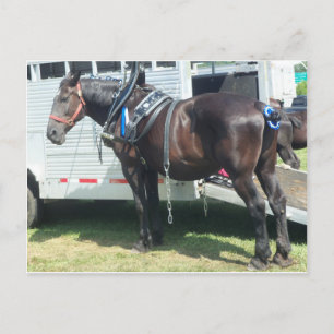 Dark Horse Postcard