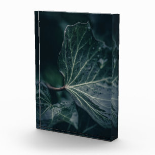 Dark Ivy Leaf Nature Photo Block