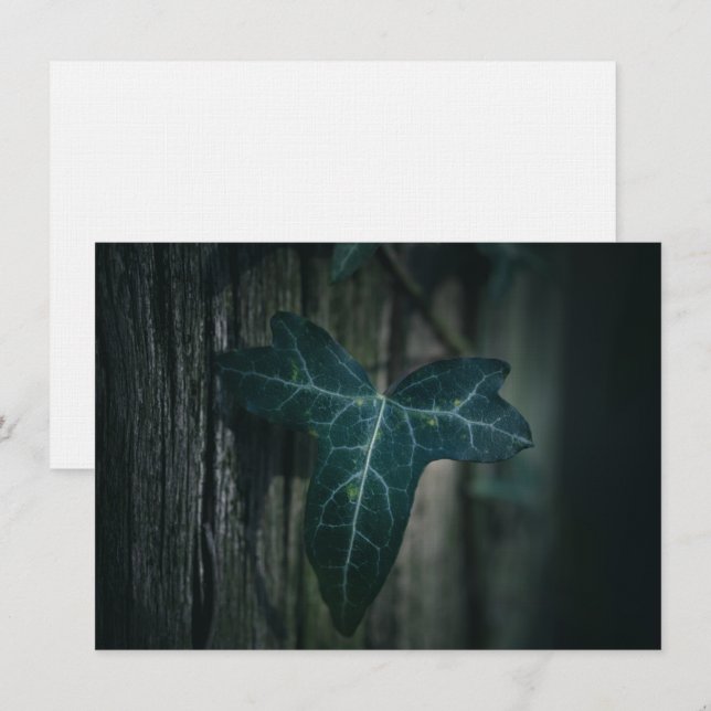 Dark Ivy Leaf Nature Photo Card (Front/Back)