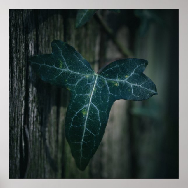 Dark Ivy Leaf Nature Photo Poster (Front)