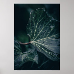 Dark Ivy Leaf Nature Photograph Poster