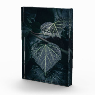 Dark Ivy Nature Photo
