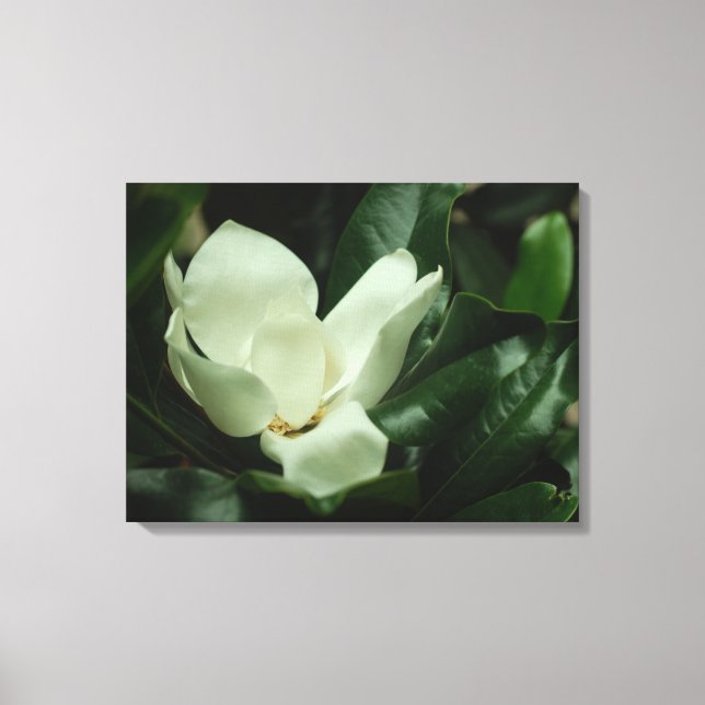 Dark Magnolia Canvas Print (Front)
