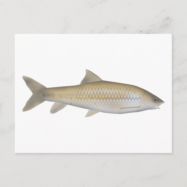 Dark Mahseer Postcard (Front)