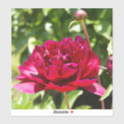 Dark Maroon velvet peonies