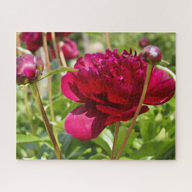 Dark Maroon velvet peonies Jigsaw Puzzle (Horizontal)